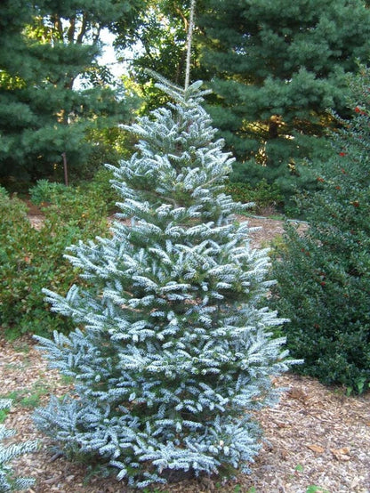 Horstmann's Silberlocke Korean Fir, Upright Silver-White Conifer Purple Cones - Live Plant