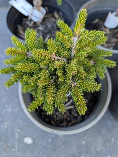 Mt. Vernon Oriental Spruce, Miniature Collector Conifer - Live Plant