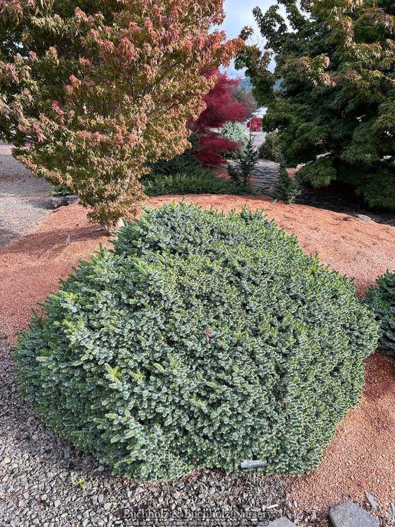 Pimoko Dwarf Serbian Spruce, Picea Omorika Compact Round Evergreen Conifer - Live Plant
