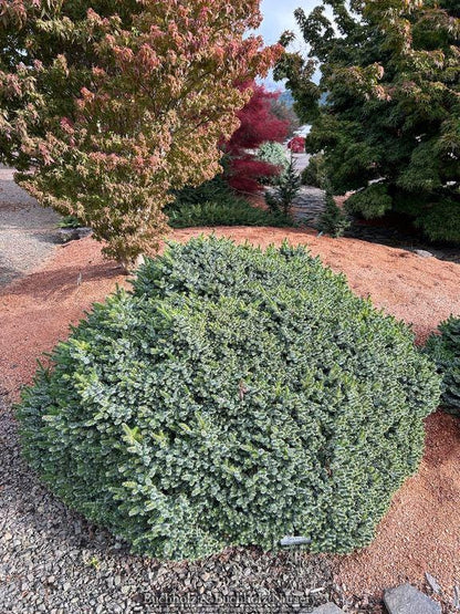 Pimoko Dwarf Serbian Spruce, Picea Omorika Compact Round Evergreen Conifer - Live Plant