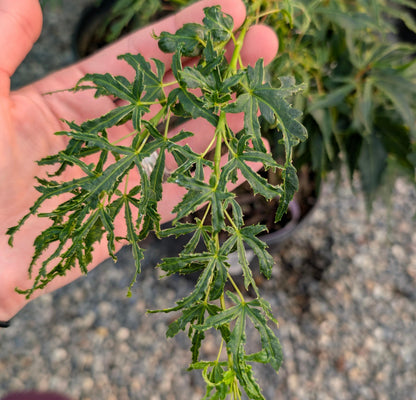 Catalina Yatsubusa Japanese Maple, Dwarf Variegated Mikawa Cultivar - Live Plant