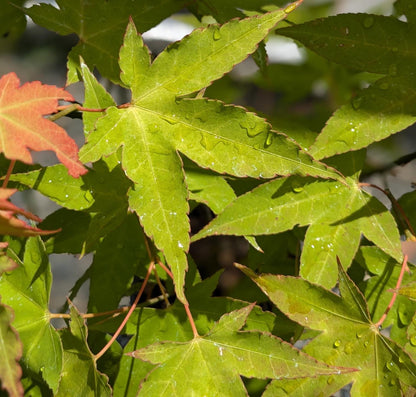 Hot Blonde Japanese Maple, Rare Acer Oliverianum Heat Tolerant - Live Plant