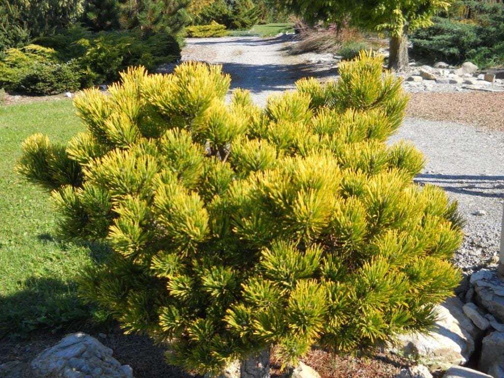 Carsten's Wintergold Dwarf Mugo Pine, Cold Hardy Conifer - Live Plant