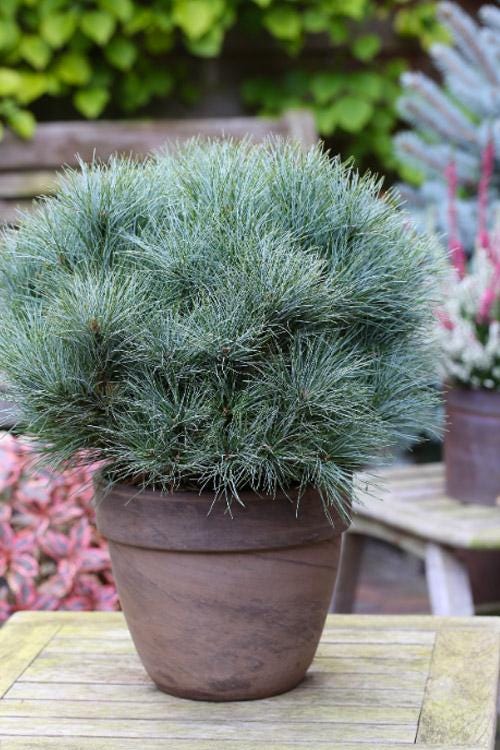 Sea Urchin Eastern White Pine, Dwarf Collector Conifer - Live Plant