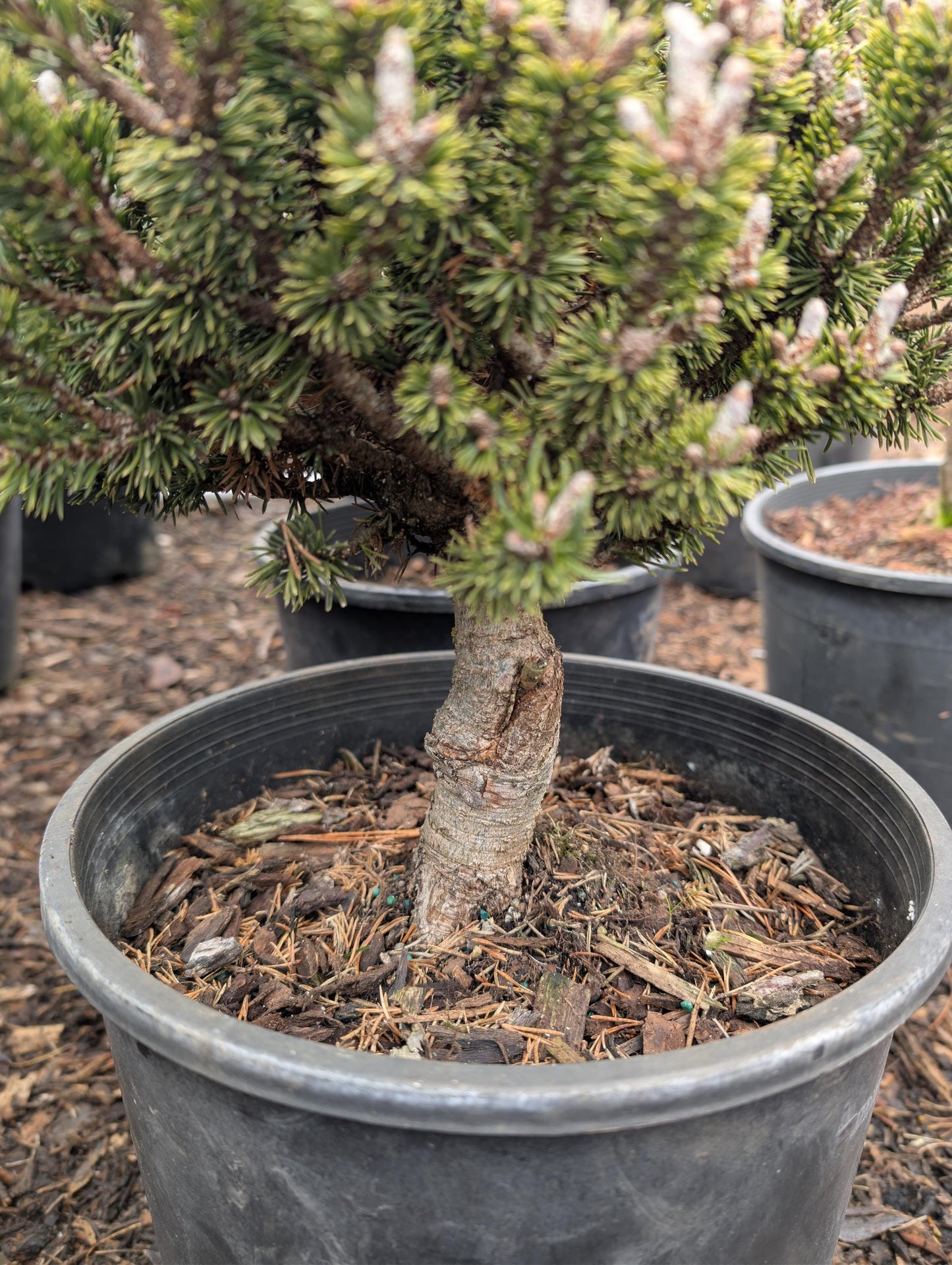 Minima Kalous Mugo Pine Rare Miniature Collector Conifer - Live Plant