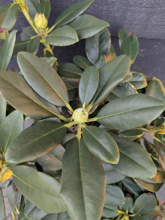 Cherry Cheesecake Rhododendron, Pink Flowering Evergreen Shrub - Live Plant