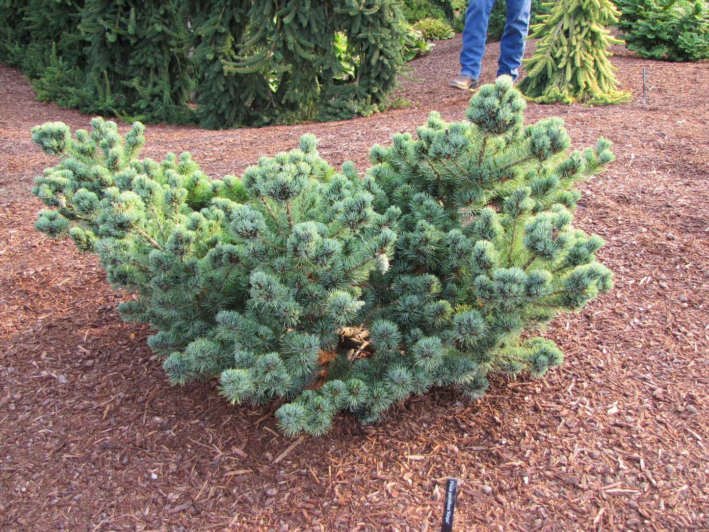 Kinpo Rare Dwarf Japanese White Pine, Pre Bonsai Starter Tree - Live Plant