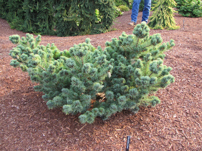 Kinpo Rare Dwarf Japanese White Pine, Pre Bonsai Starter Tree - Live Plant