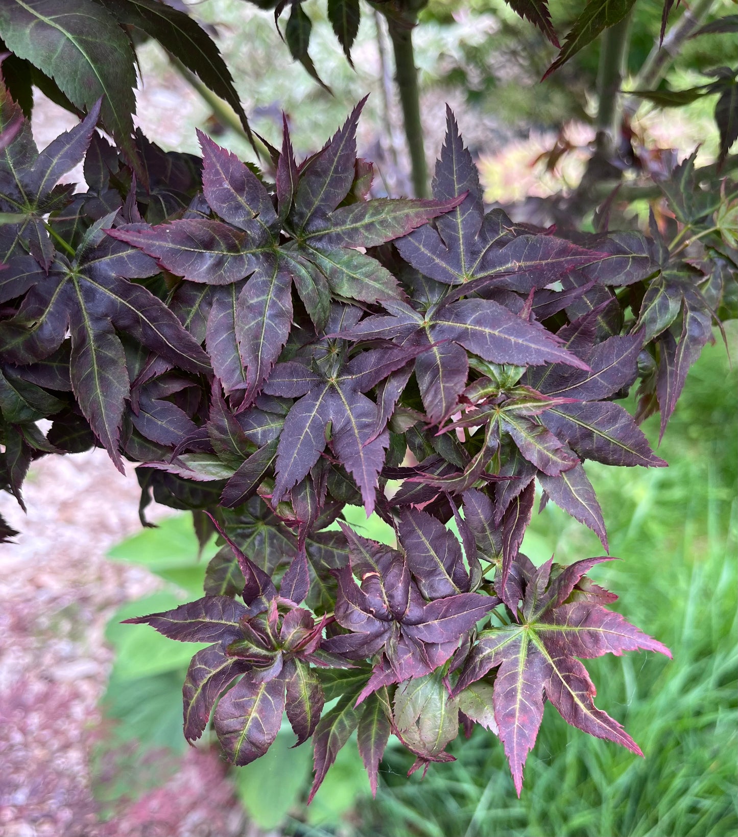 Kurenai Jishi Japanese Maple, Rare Red Lion's Head Acer Palmatum - Live Plant