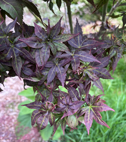 Kurenai Jishi Japanese Maple, Rare Red Lion's Head Acer Palmatum - Live Plant