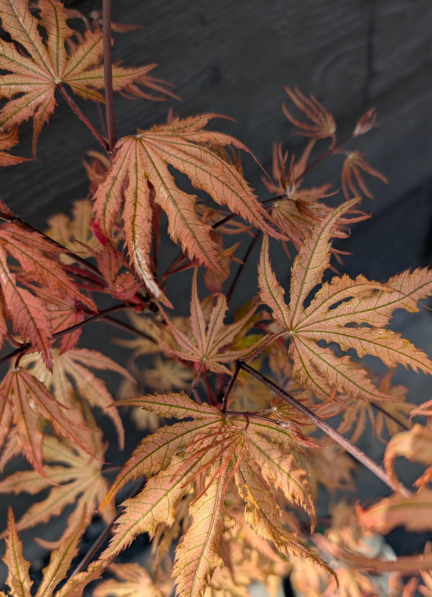 Strawberry Spring Japanese Maple Pink Reticulated Acer Palmatum - Live Plant