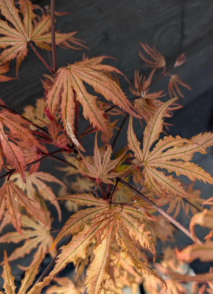 Strawberry Spring Japanese Maple Pink Reticulated Acer Palmatum - Live Plant