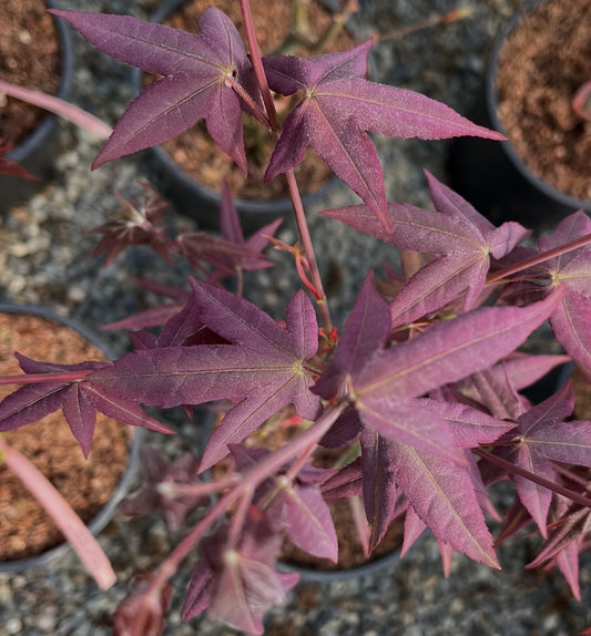 Mystic Jewel Japanese Maple Tree, Heat Tolerant Acer Oliverianum - Live Plant
