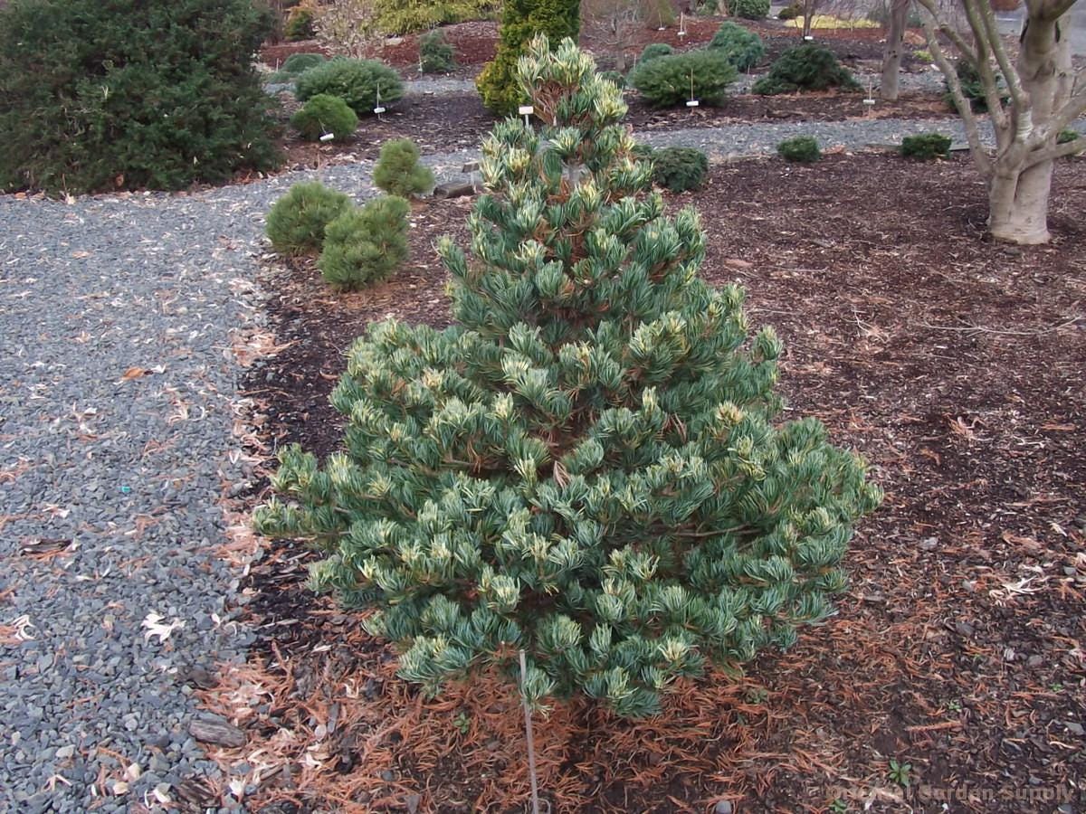 Fukai Japanese White Pine Rare Variegated Dwarf Conifer Tree - Live Plant