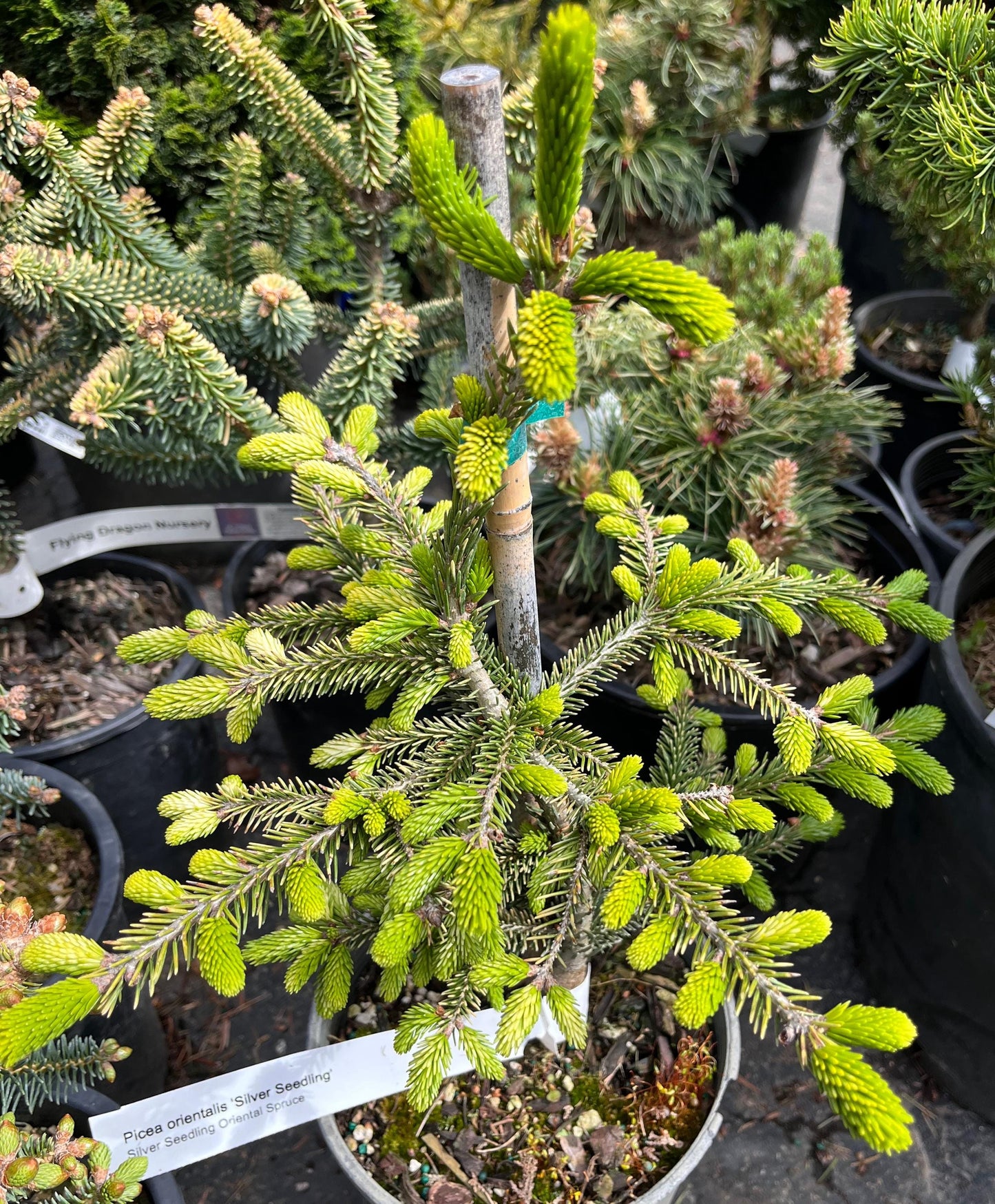 Silver Seedling Rare Variegated Oriental Spruce, Dwarf Evergreen Conifer Tree - Live Plant