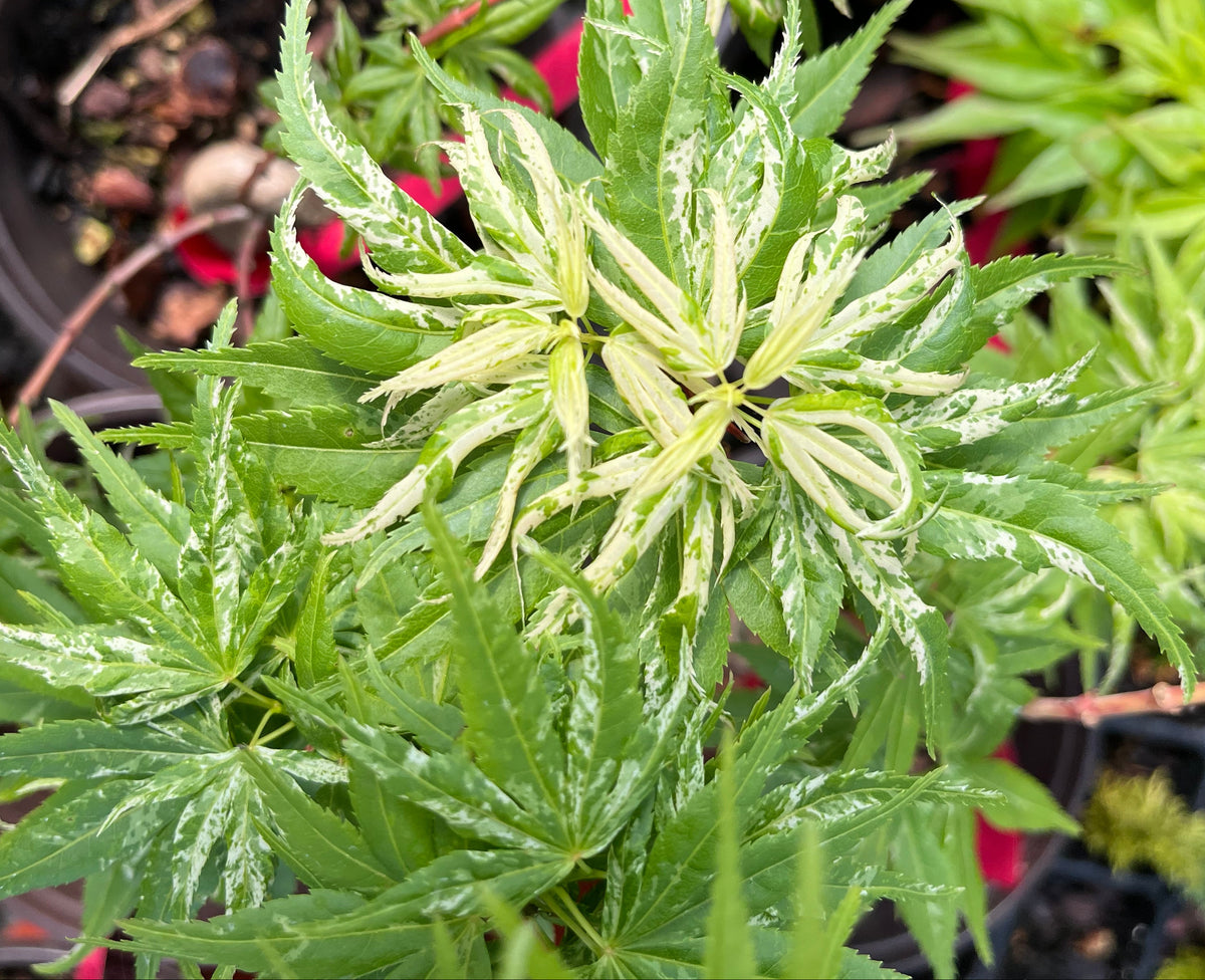 Snow Kitten aka Yuki Yama Rare Variegated Japanese Maple, Mikawa Type - Live Plant