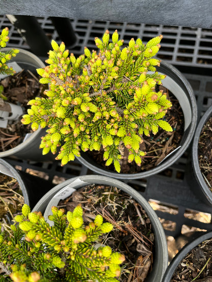Mt. Vernon Oriental Spruce, Miniature Collector Conifer - Live Plant