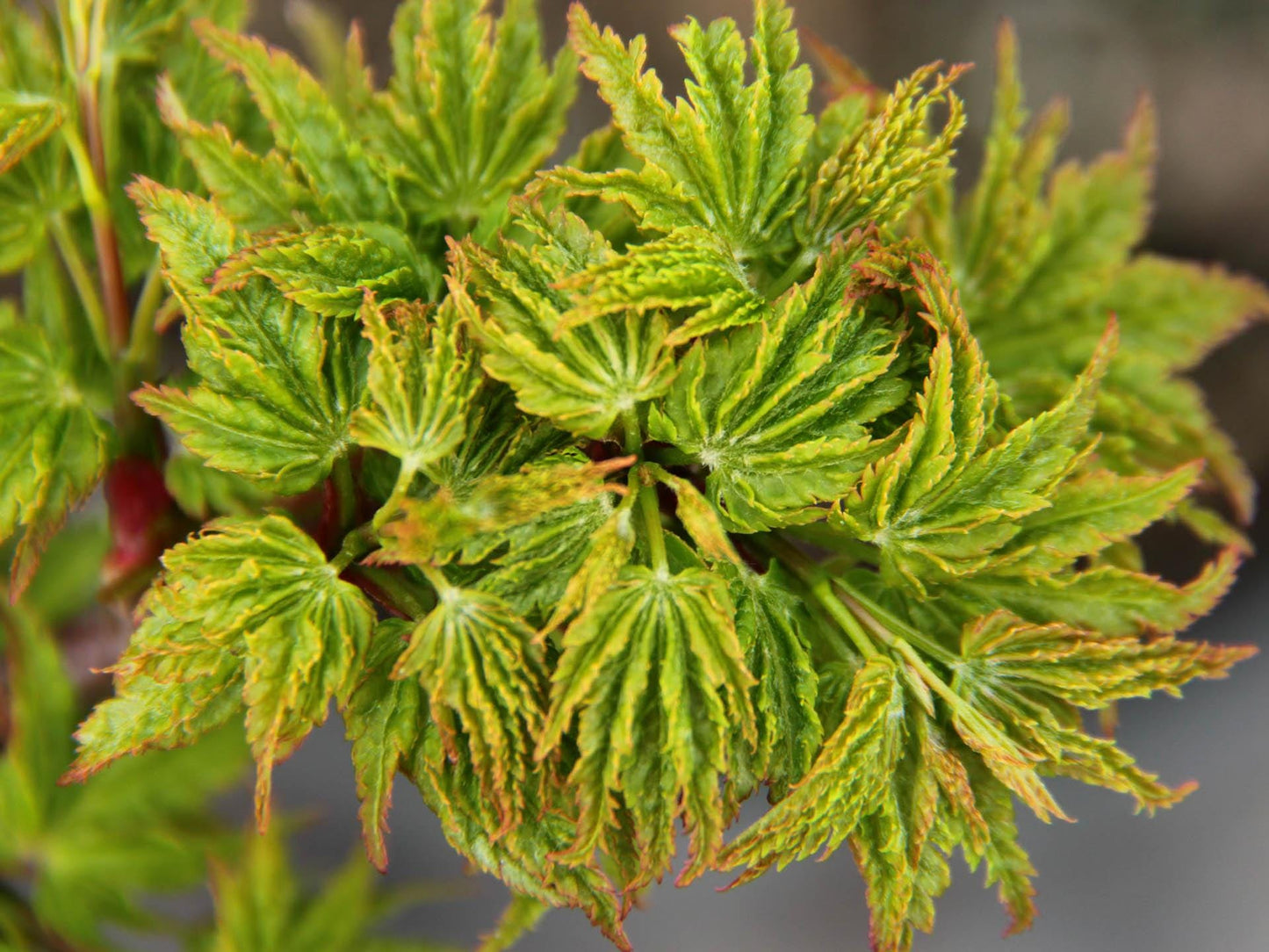 Ojishi Rare Dwarf Japanese Maple, Male Lion Tree Counterpart To Shishigashira - Live Plant