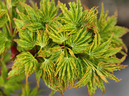 Ojishi Rare Dwarf Japanese Maple, Male Lion Tree Counterpart To Shishigashira - Live Plant