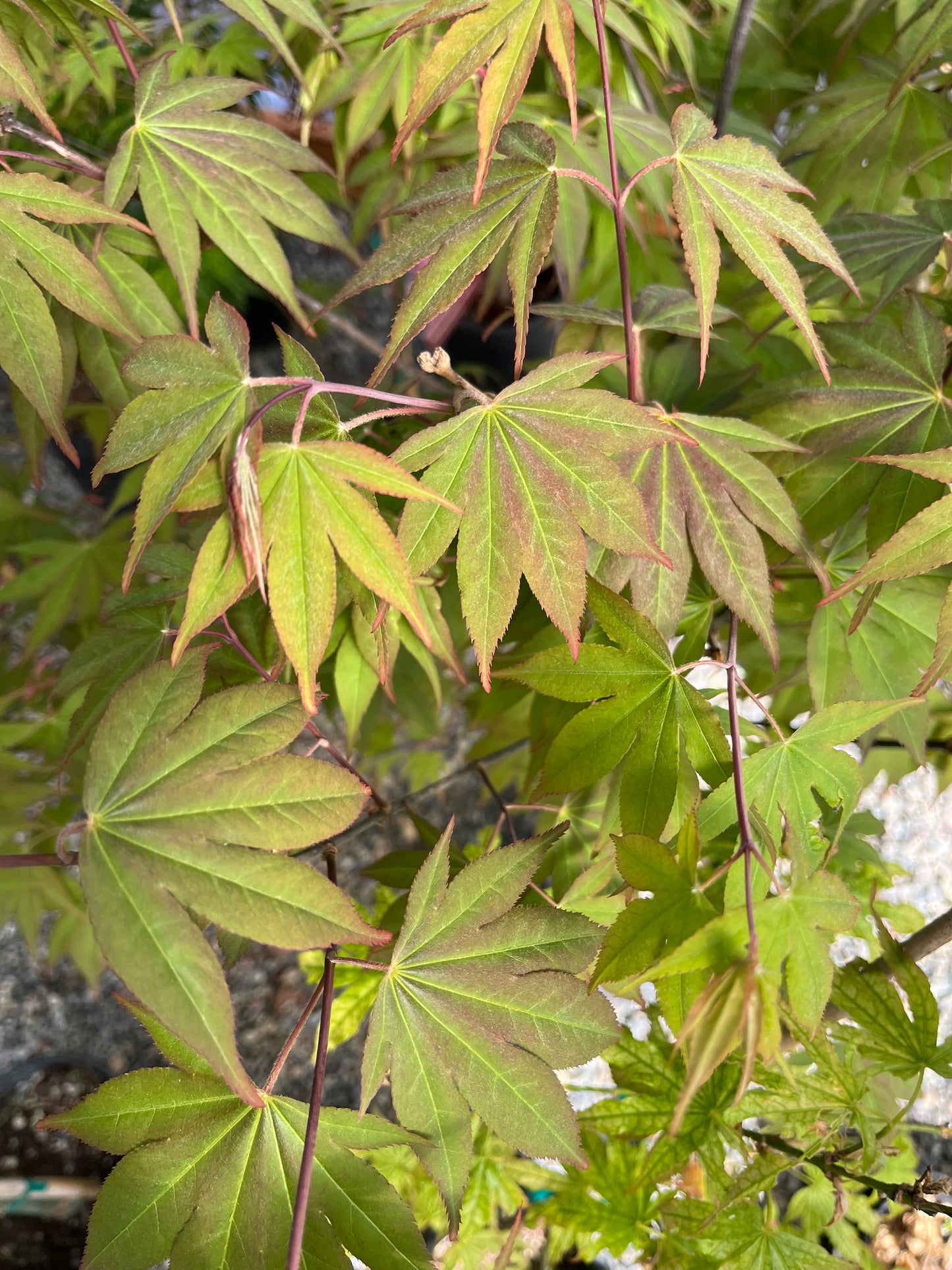 Omato Japanese Maple, Upright Vase Form, Bold Fall Color - Live Plant