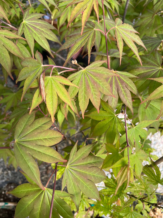 Omato Japanese Maple, Upright Vase Form, Bold Fall Color - Live Plant