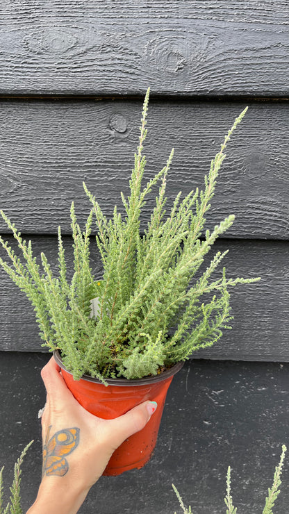 Zilly White Bud-Blooming Heather, Calluna Vulgaris Flowering Evergreen Shrub - Live Plant