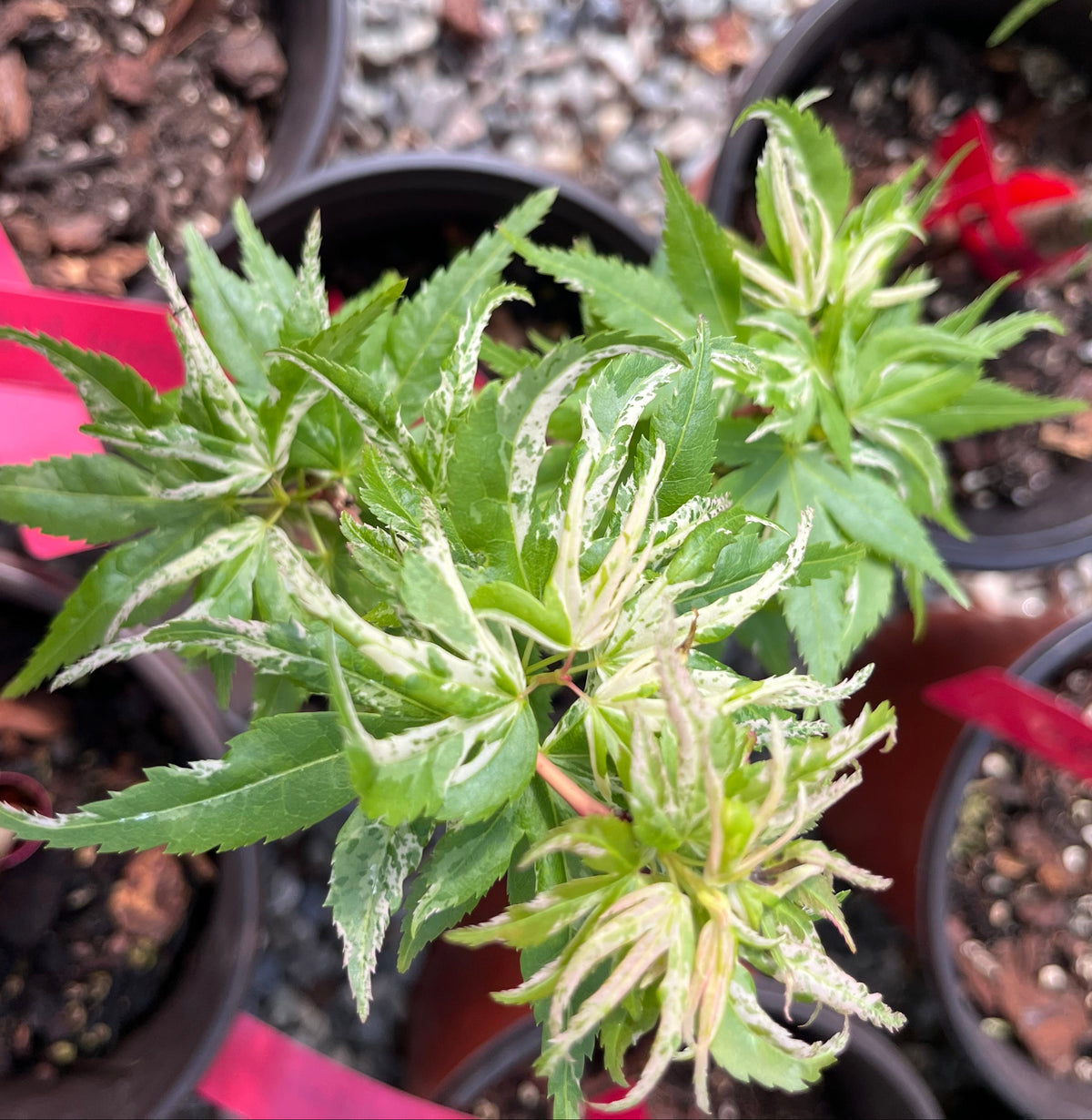 Snow Kitten aka Yuki Yama Rare Variegated Japanese Maple, Mikawa Type - Live Plant