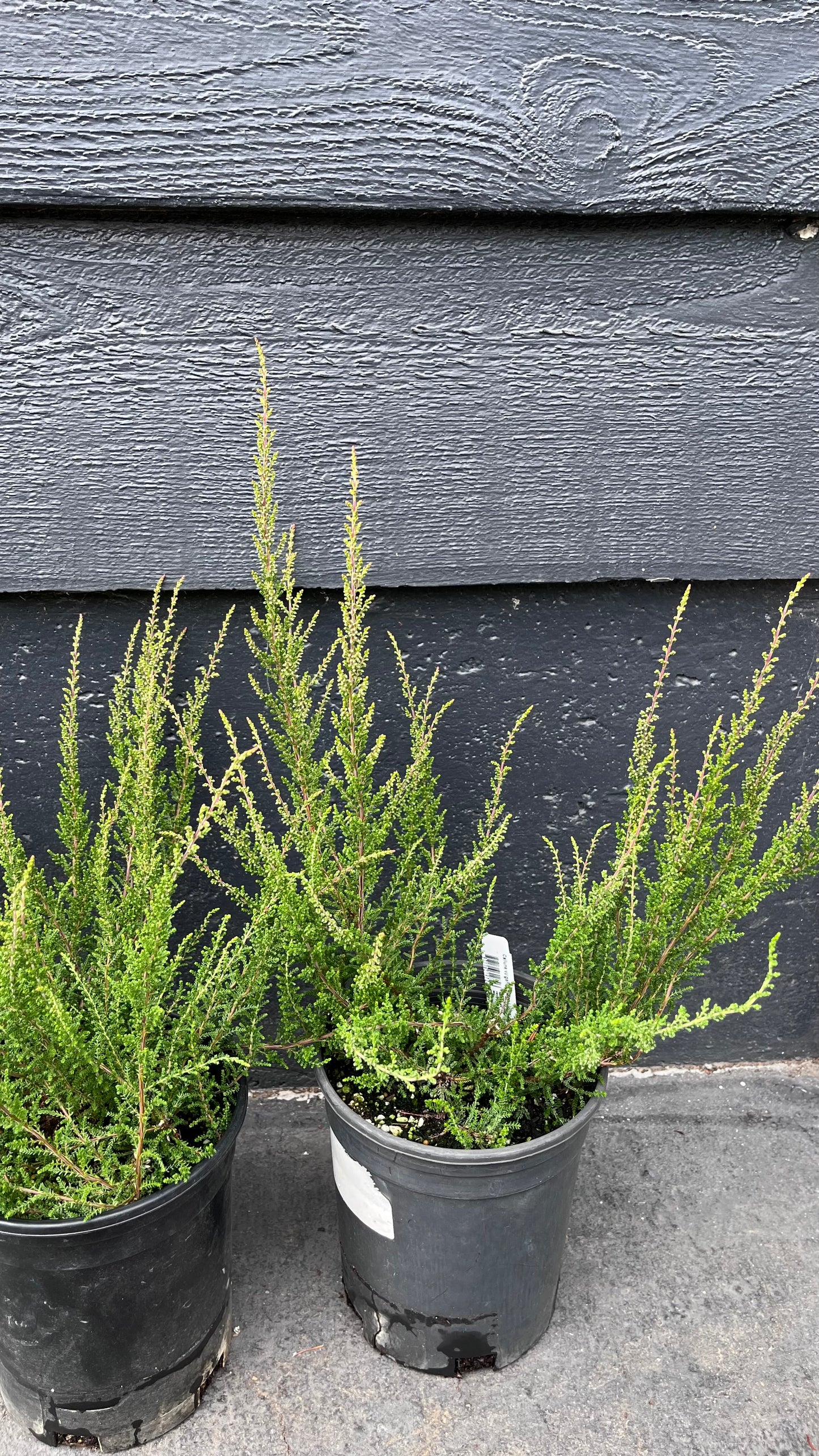 Melina Lights Pink Heather, Calluna Vulgaris Dwarf Flowering Shrub - Live Plant