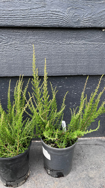 Melina Lights Pink Heather, Calluna Vulgaris Dwarf Flowering Shrub - Live Plant