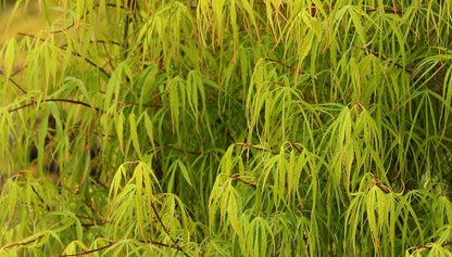 Koto No Ito Japanese Maple, Dwarf Harp String Acer Palmatum Tree - Live Plant