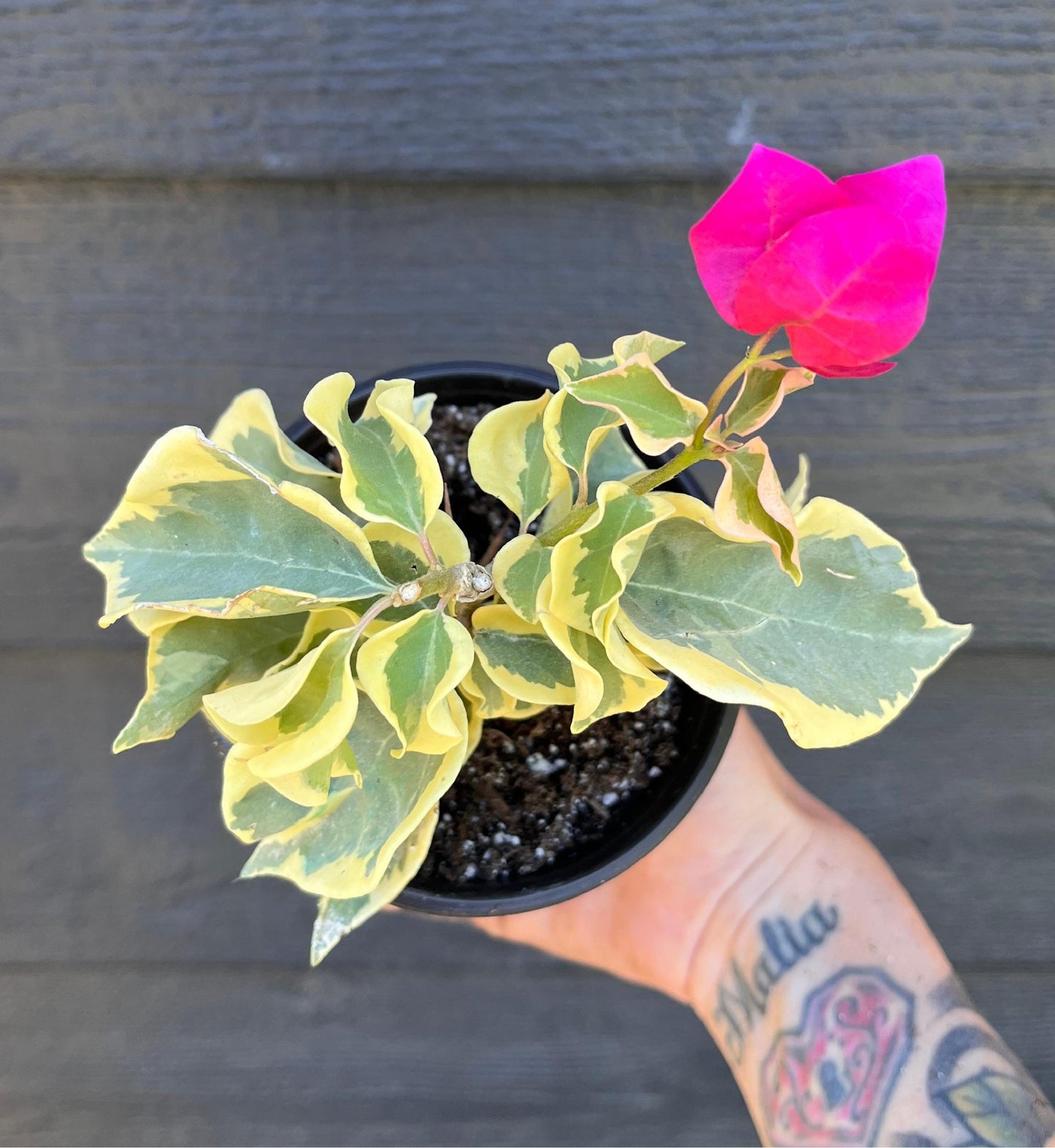 Raspberry Ice Variegated Bougainvillea Pink Flowering Vine - Live Plant