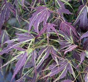 Manyo No Sato Variegated Japanese Maple, Purple Acer Palmatum Tree - Live Plant