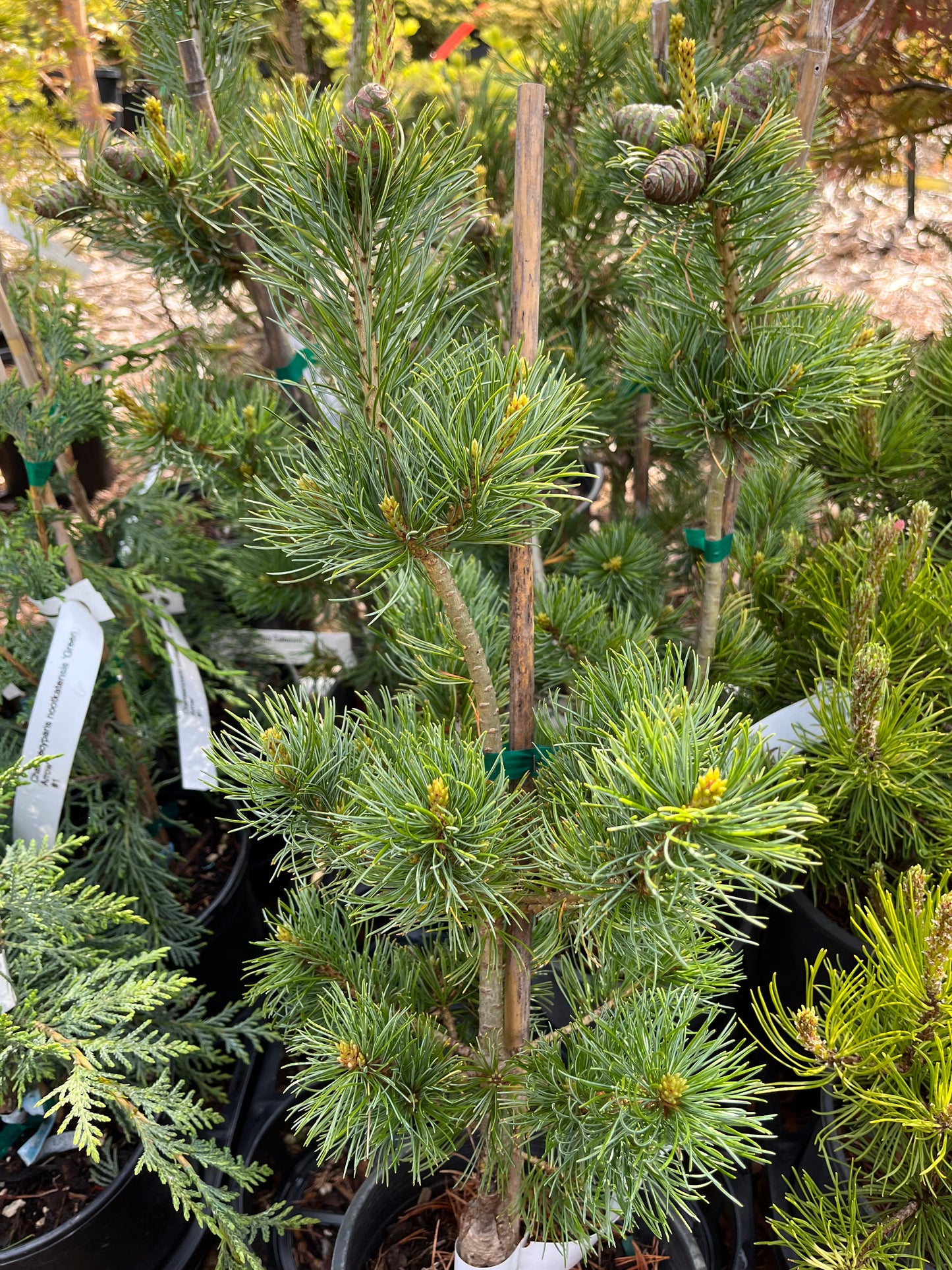 Fukuzumi Japanese White Pine, Dwarf Conifer, Irregular Habit - Live Plant
