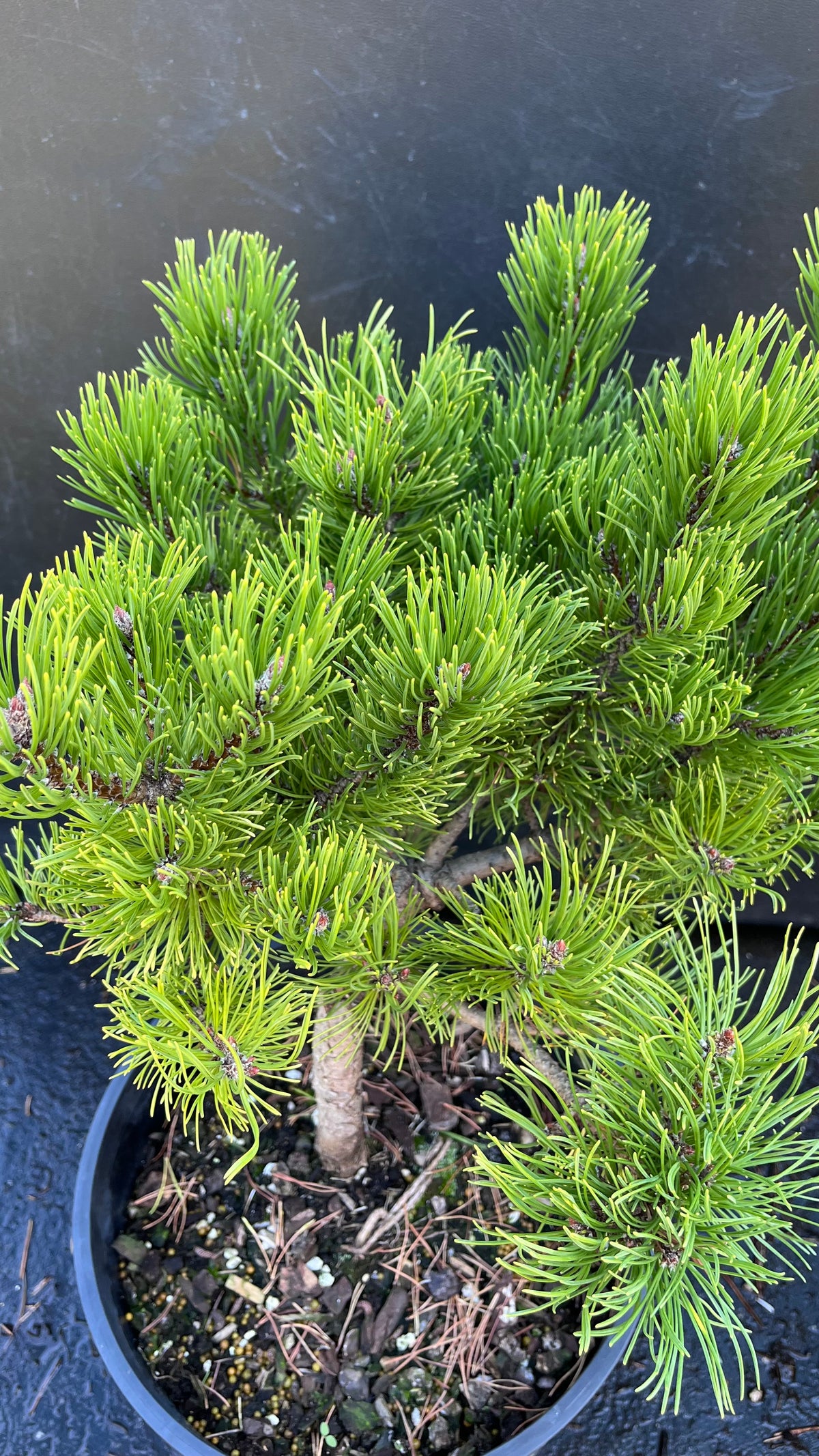 Starkl Rare Golden Mugo Pine, Dwarf Compact Evergreen - Live Plant