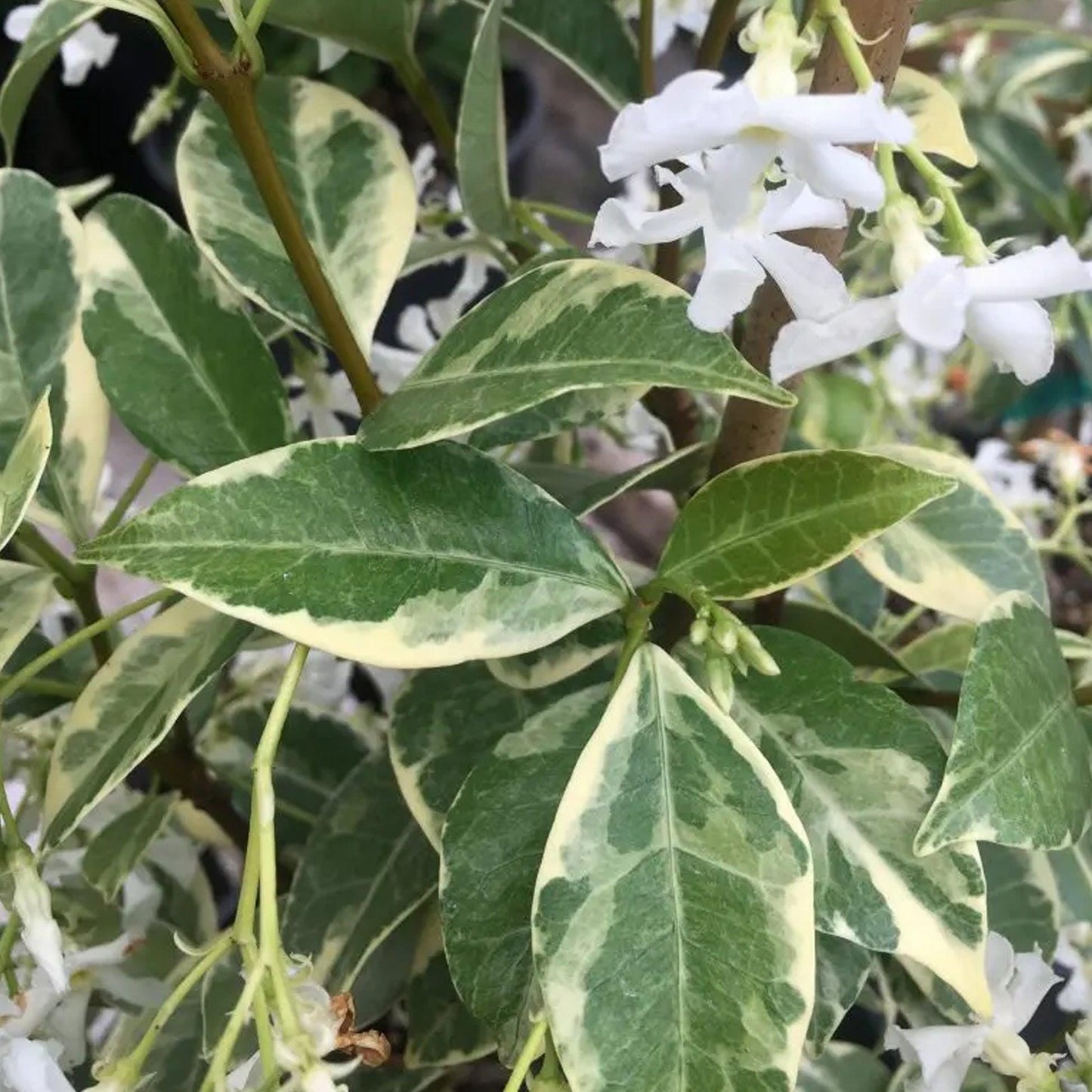 Variegated Jasmine Fragrant Flowering Shrub Vine - Live Plant