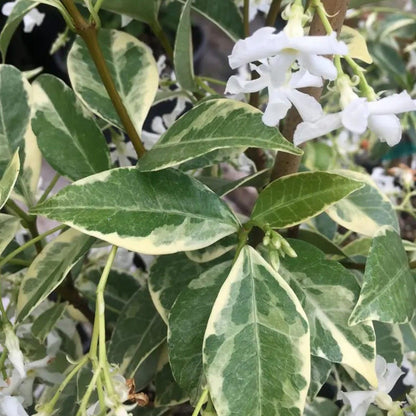 Variegated Jasmine Fragrant Flowering Shrub Vine - Live Plant
