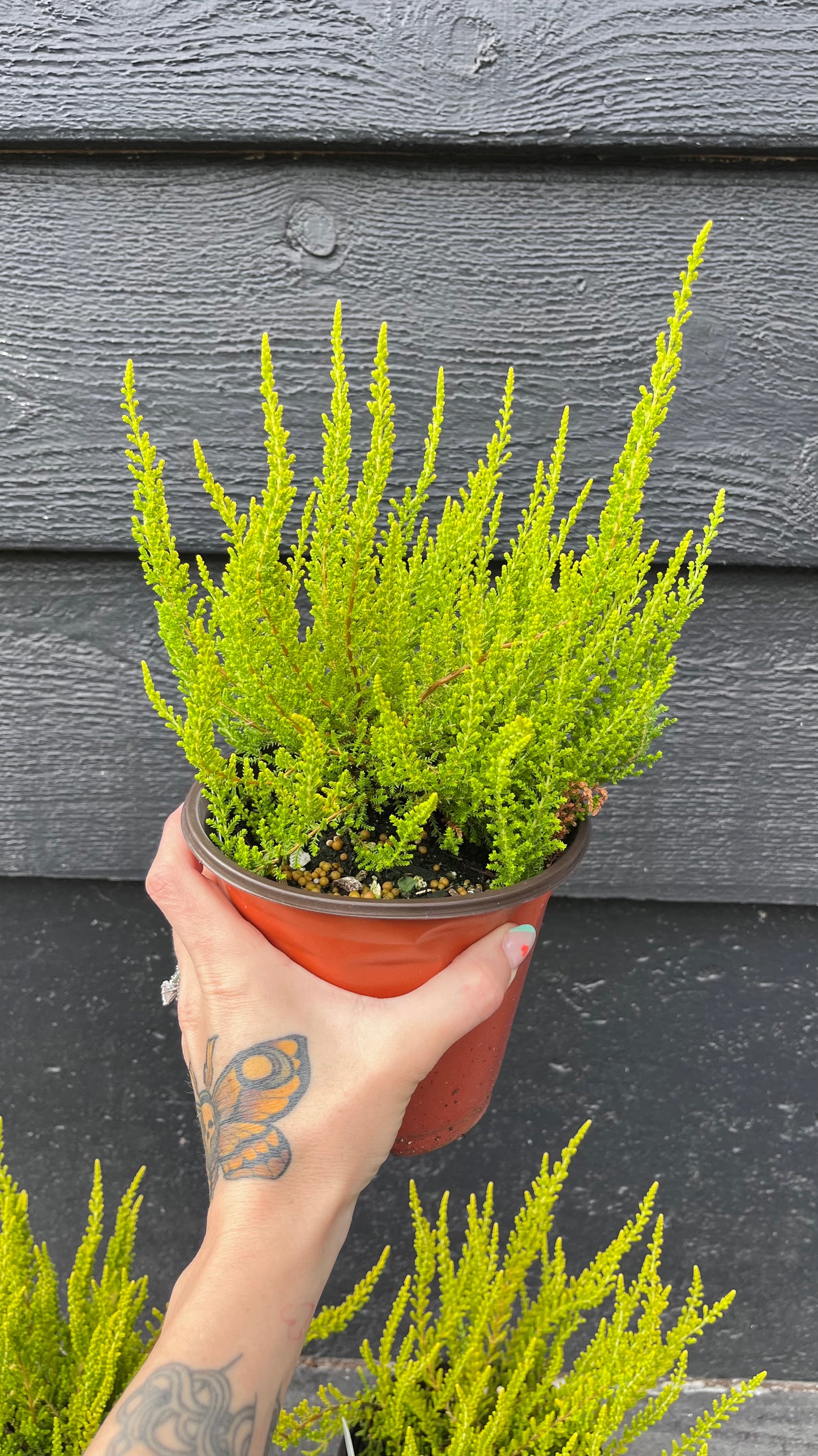 Zeta Golden Scotch Heather, Calluna Vulgaris Evergreen Shrub - Live Plant