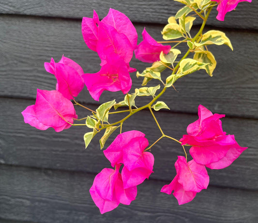 Raspberry Ice Variegated Bougainvillea Pink Flowering Vine - Live Plant