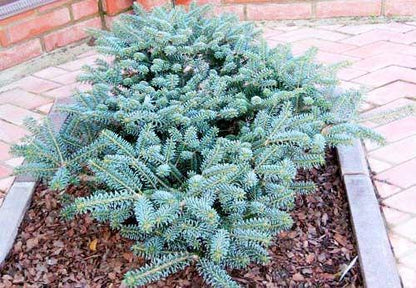 Blue Emperor Korean Fir, Rare Dwarf Blue Collector Conifer - Live Plant