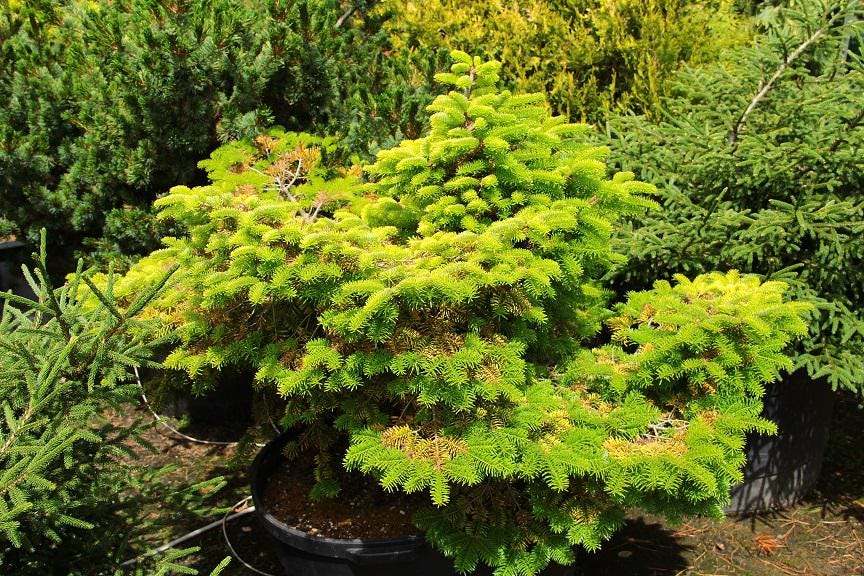 Golden Spreader Nordmann Fir, Low Spreading Dwarf Golden Conifer - Live Plant