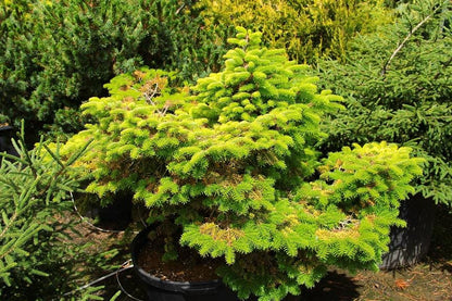 Golden Spreader Nordmann Fir, Low Spreading Dwarf Golden Conifer - Live Plant