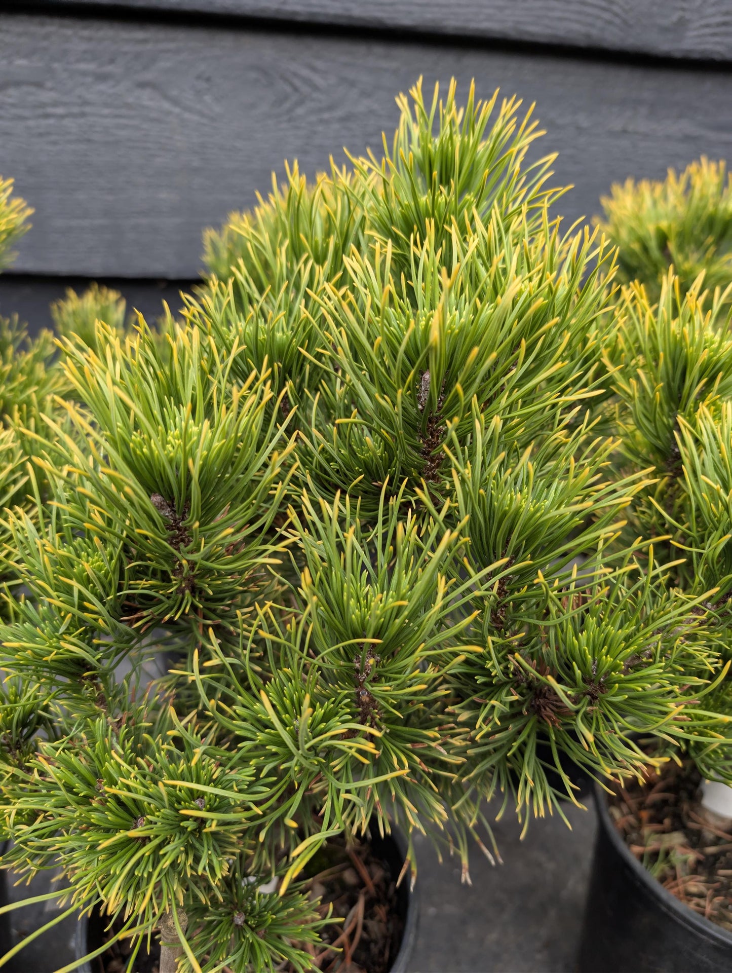 Carsten's Wintergold Dwarf Mugo Pine, Cold Hardy Conifer - Live Plant