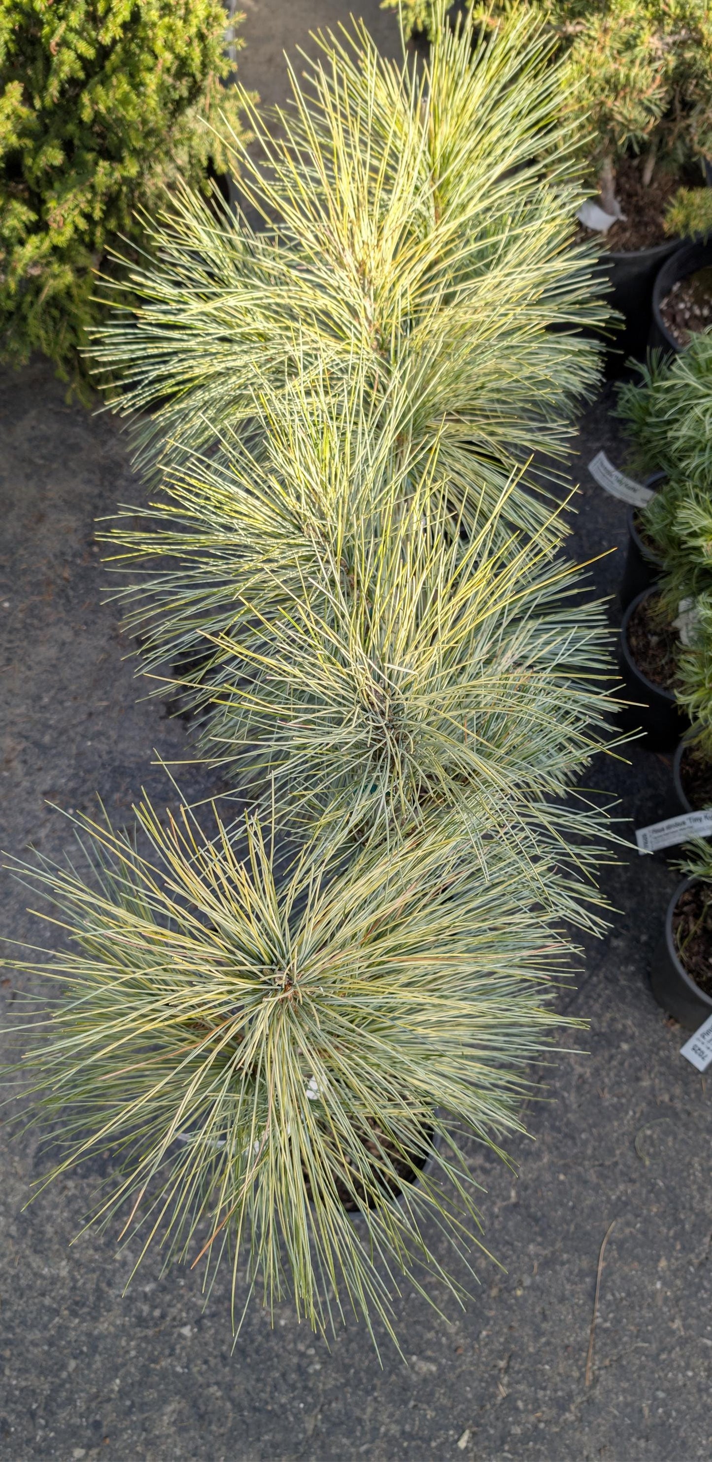 Zebrina Rare Variegated Himalayan Pine Collector Conifer - Live Plant