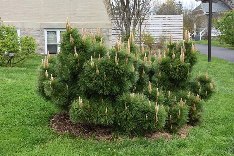 Thunderhead Japanese Black Pine, Pinus Thunbergii, Dwarf Evergreen Conifer - Live Plant