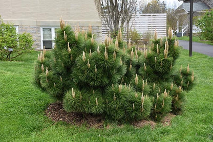 Thunderhead Japanese Black Pine, Pinus Thunbergii, Dwarf Evergreen Conifer - Live Plant
