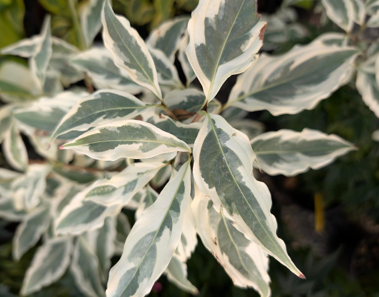 Summer Fun Variegated Dogwood Tree Cornus Kousa - Live Plant