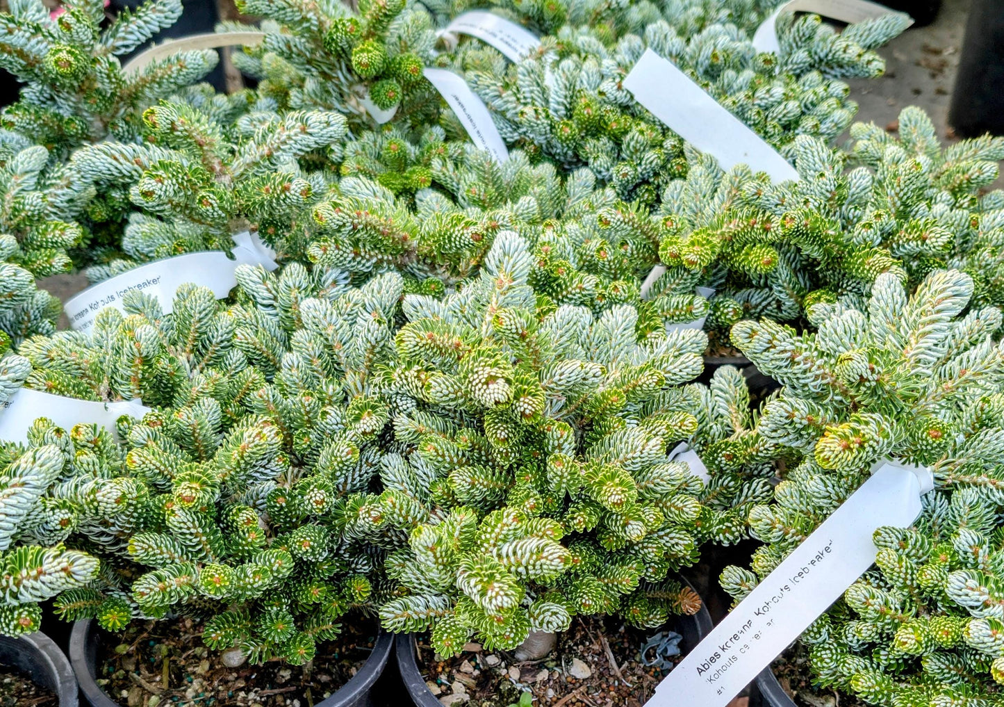 Kohout's Ice Breaker Korean Fir, Dwarf Evergreen Conifer, Collector Tree - Live Plant