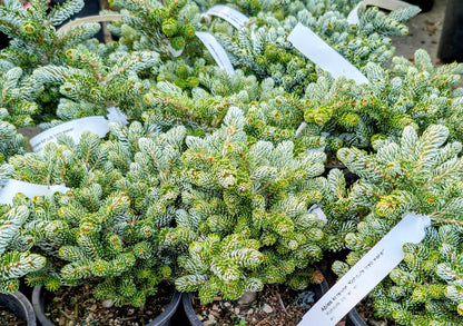 Kohout's Ice Breaker Korean Fir, Dwarf Evergreen Conifer, Collector Tree - Live Plant