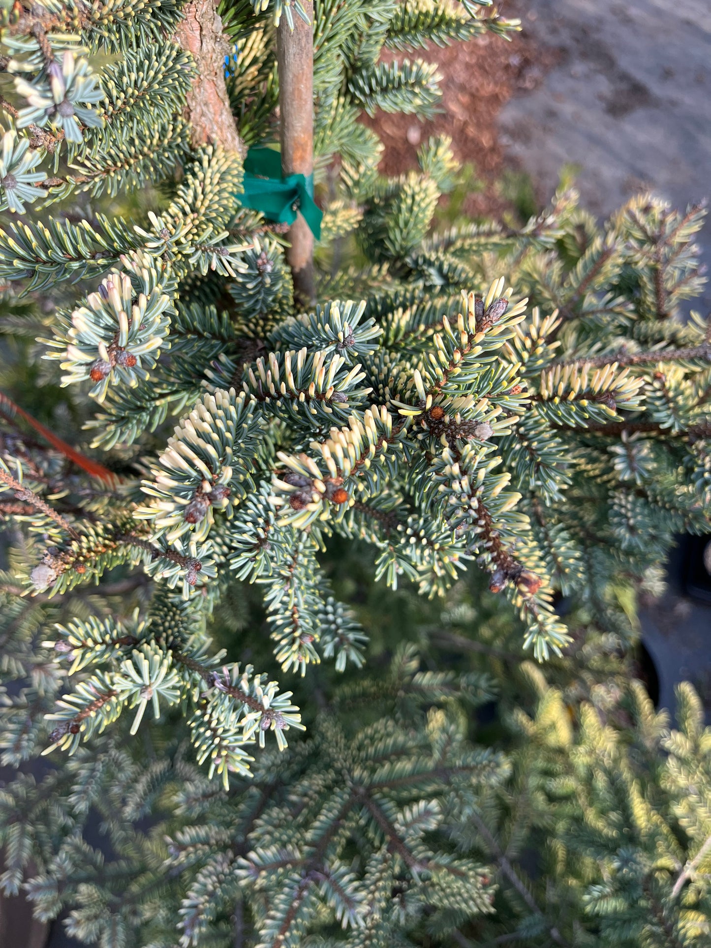 Aureovariegata Variegated Golden Black Hills Spruce Conifer Tree - Live Plant
