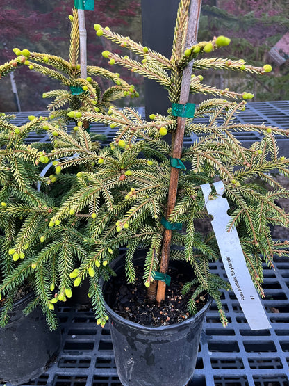 Skylands Golden Oriental Spruce, Picea Orientalis Conifer Tree - Live Plant
